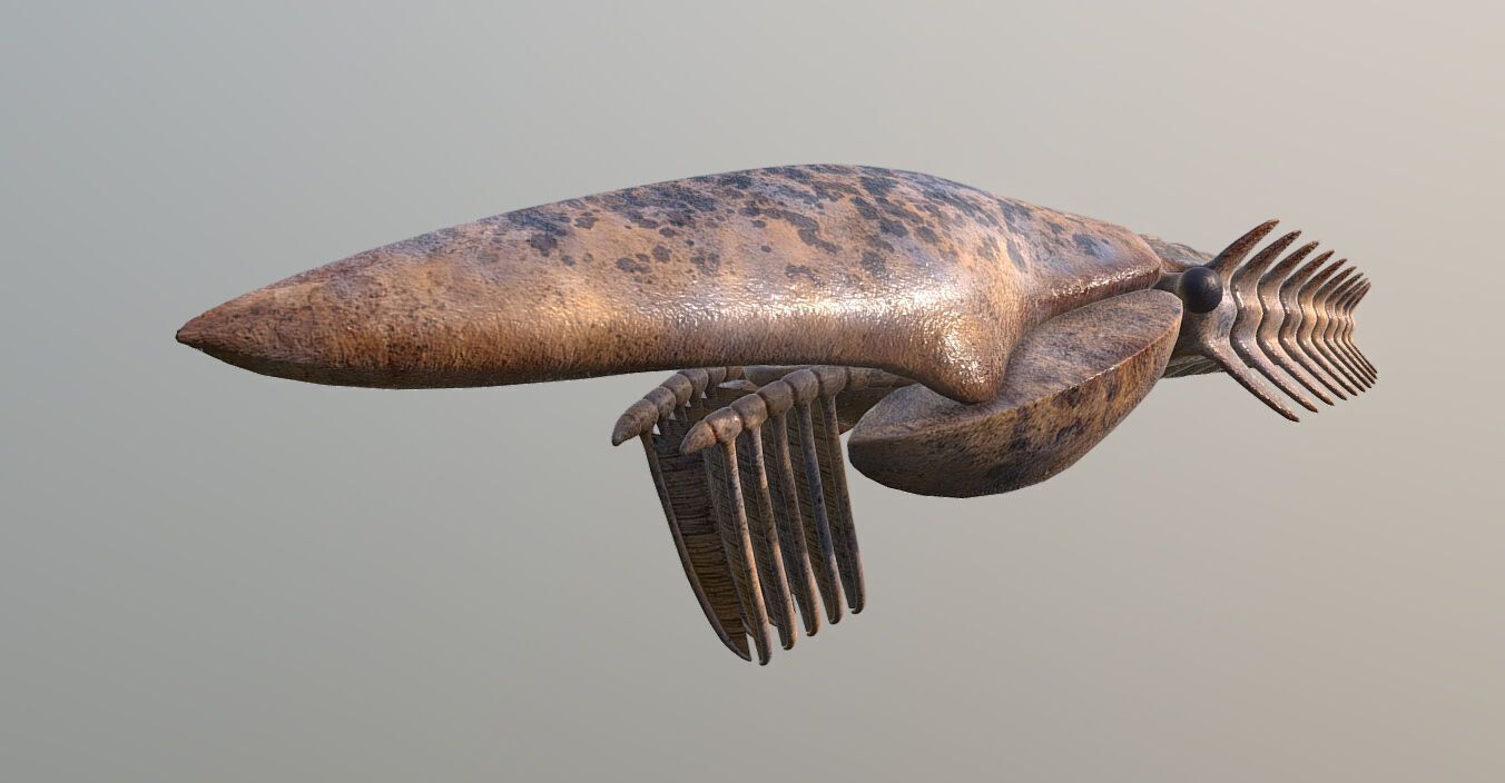 Aegirocassis benmoulae 3D model_2