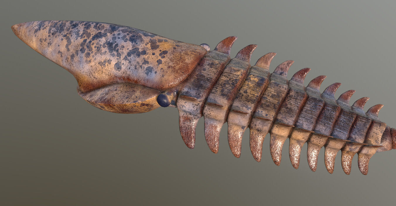 Aegirocassis benmoulae 3D model_1