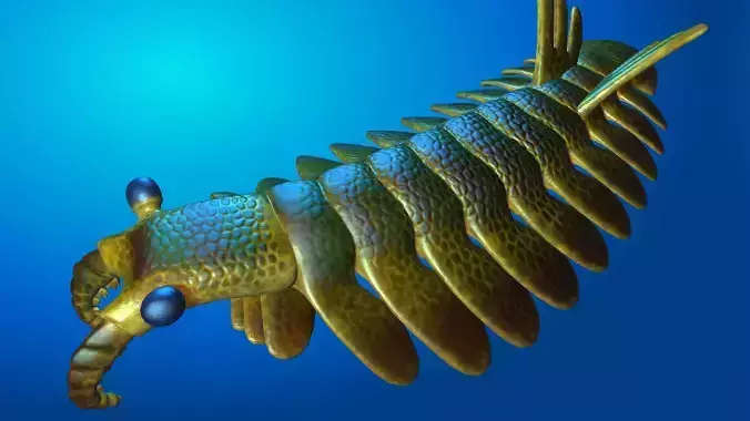 Anomalocaris 3D model