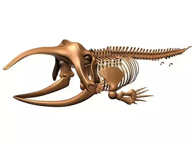Bowhead Whale Skeleton 3D model
