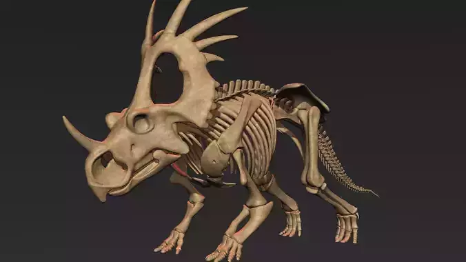 Styracosaurus skeleton