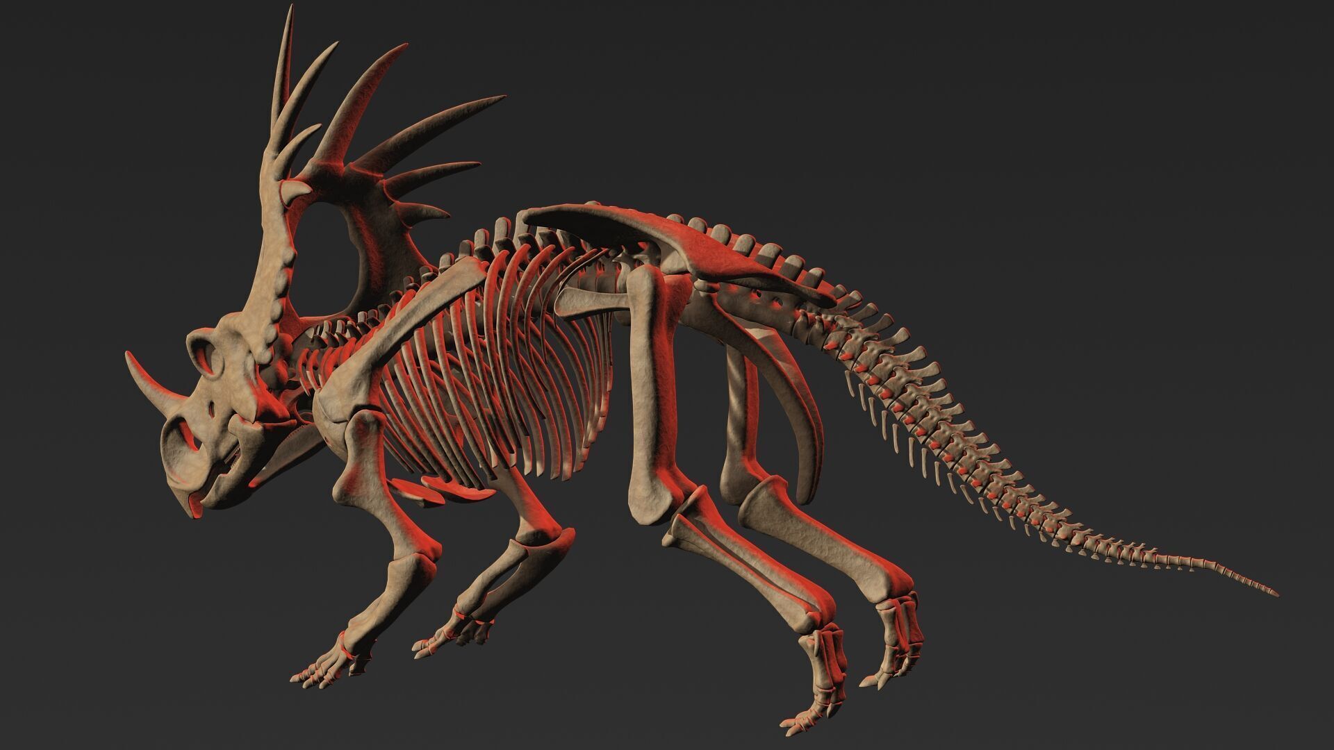 Styracosaurus skeleton 3D model_2