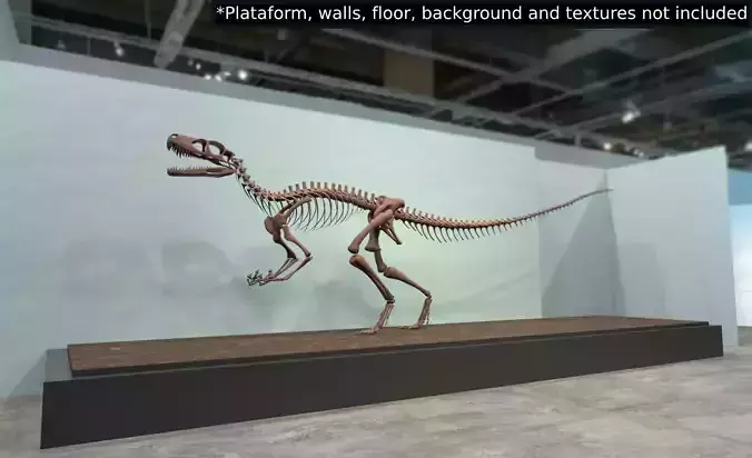 Dinosaur Skeleton Free 3D model