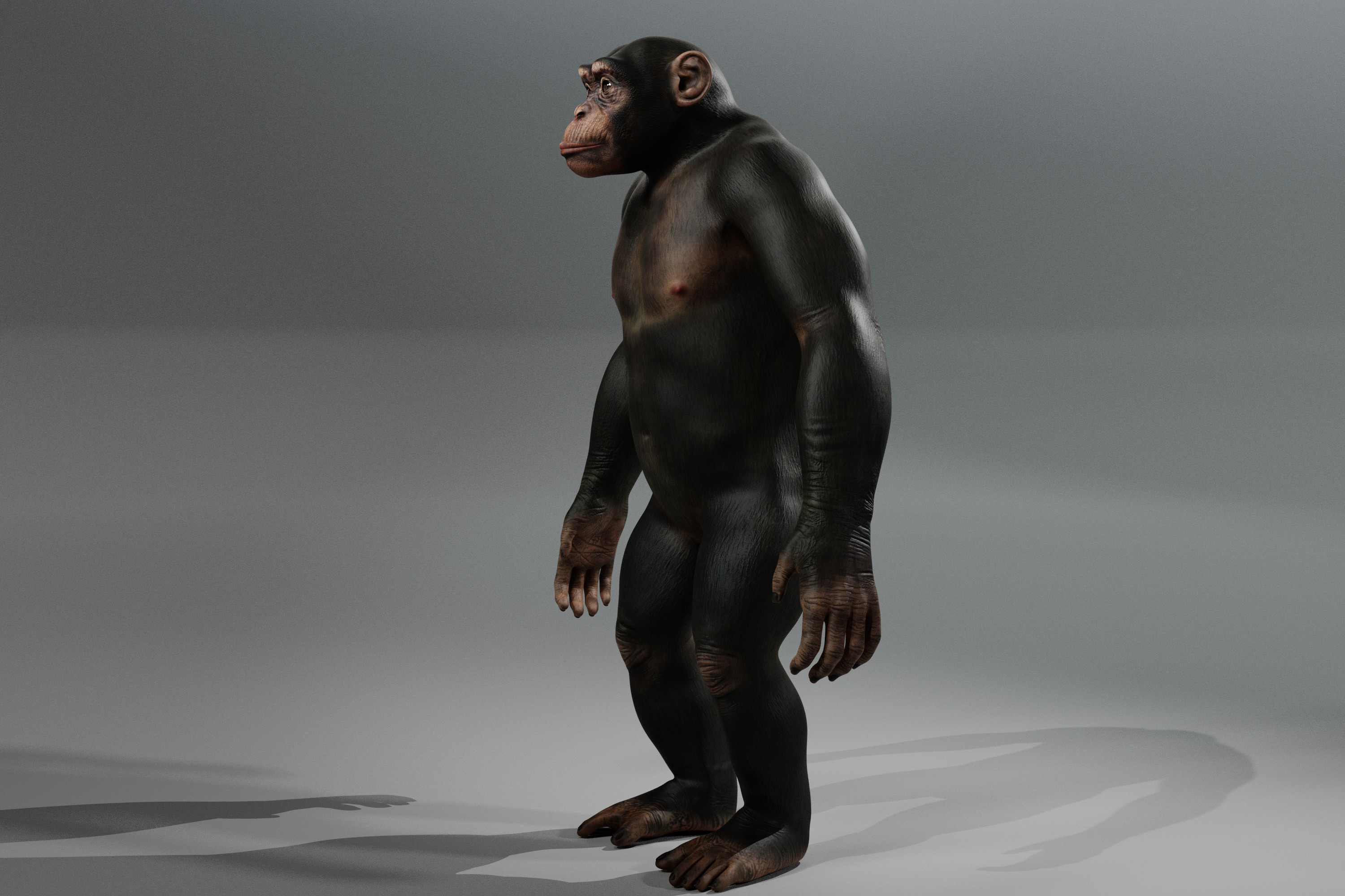 Chimpanzee 3D Game ready Character Low-poly 3D model_2