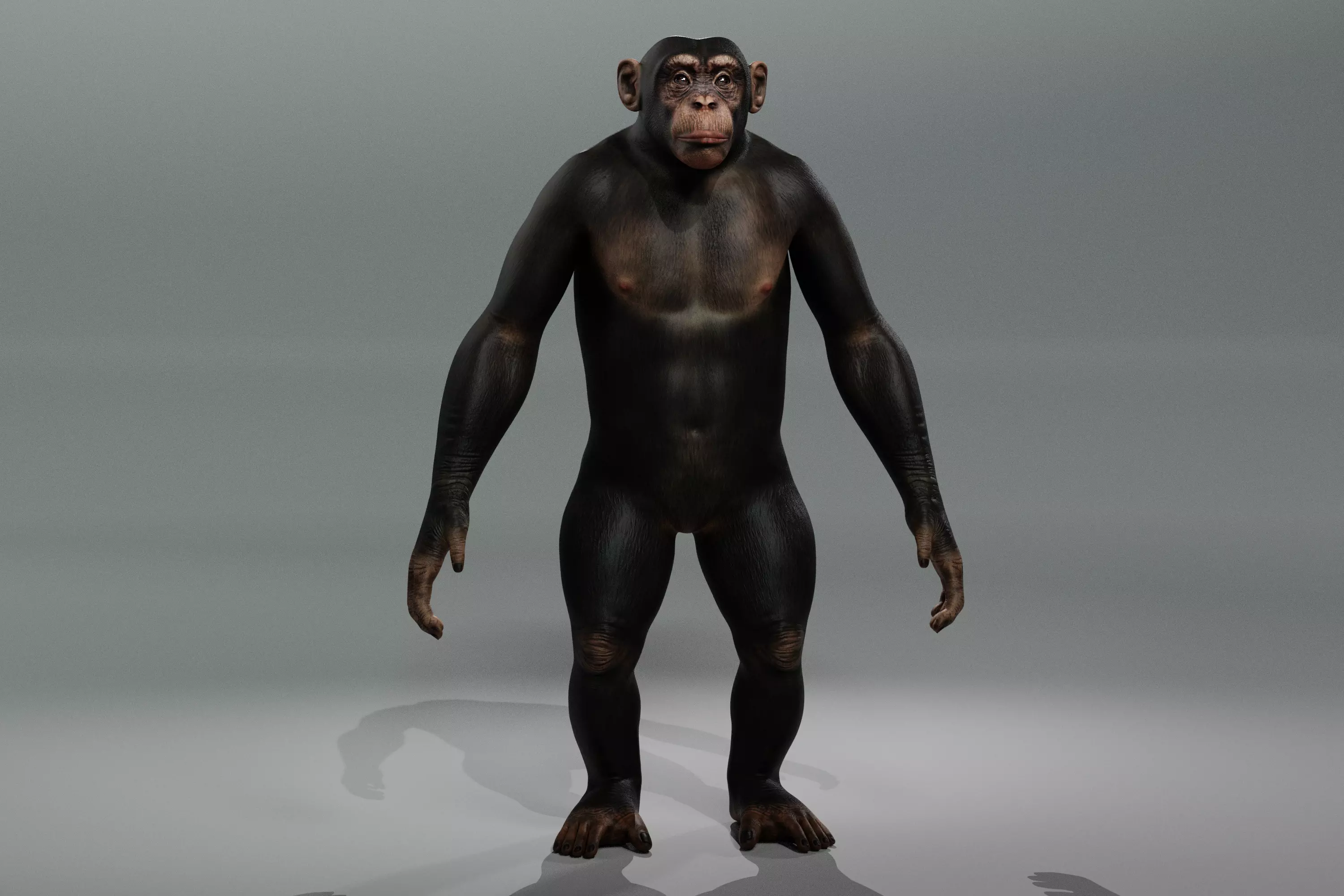 Chimpanzee 3D Game ready Character Low-poly 3D model_0