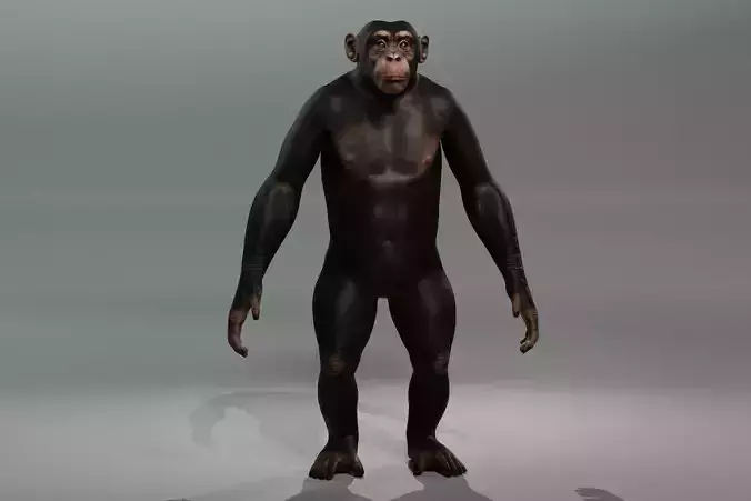 Chimpanzee 3D Game ready Character