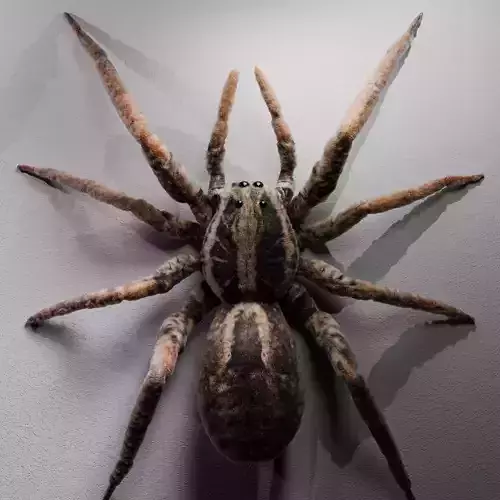 Spider vfx  rig animate 