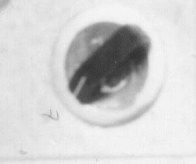 Pultec CC-04-001 Bakelite audio equipment knob - 3d Printable 3D model_5