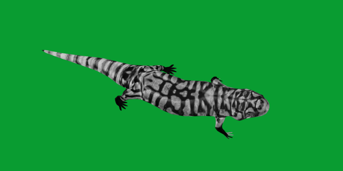 Tiger Salamander Low-poly 3D model_9