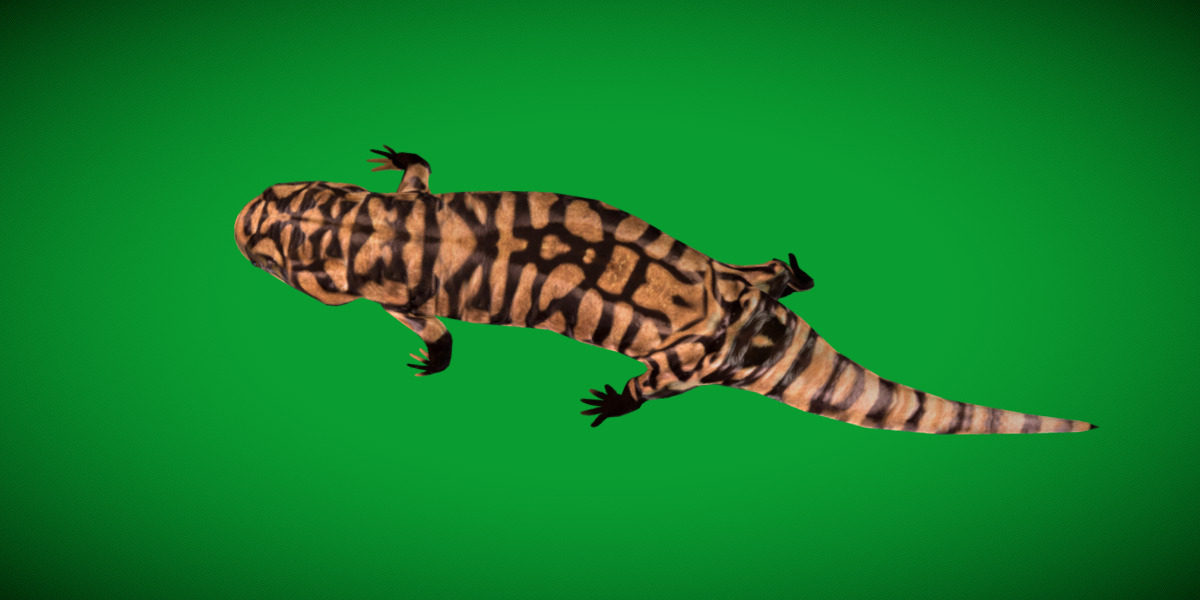 Tiger Salamander Low-poly 3D model_22