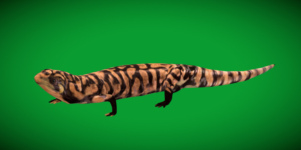 Tiger Salamander Low-poly 3D model_29