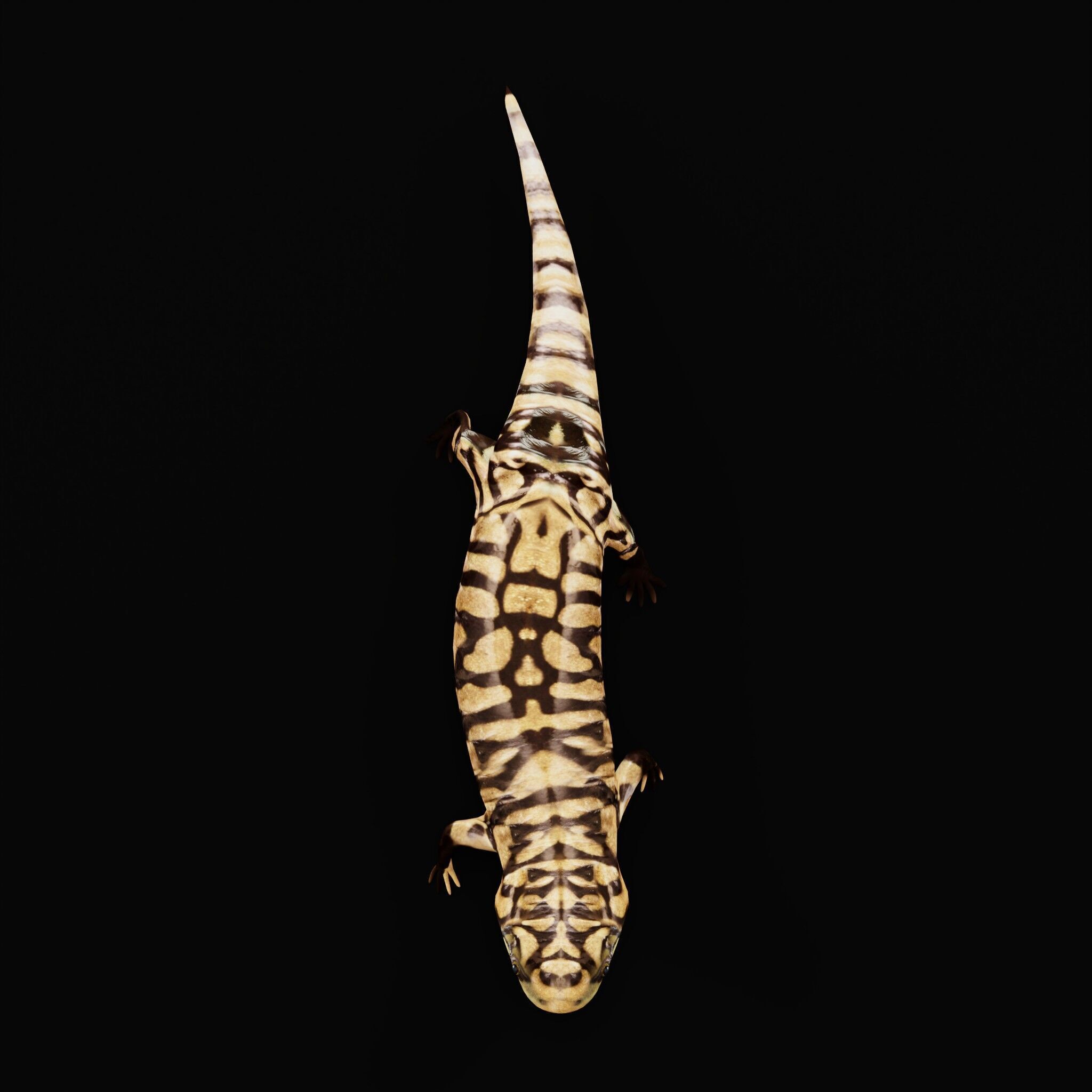 Tiger Salamander Low-poly 3D model_31