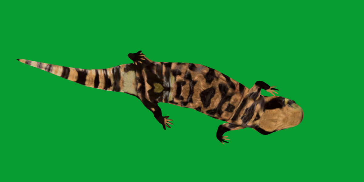 Tiger Salamander Low-poly 3D model_18