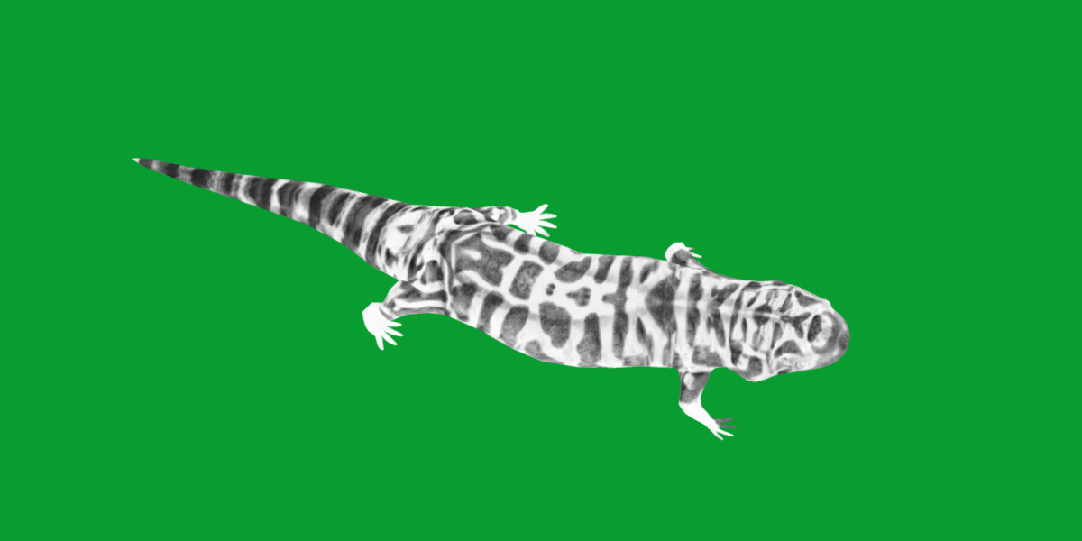 Tiger Salamander Low-poly 3D model_8