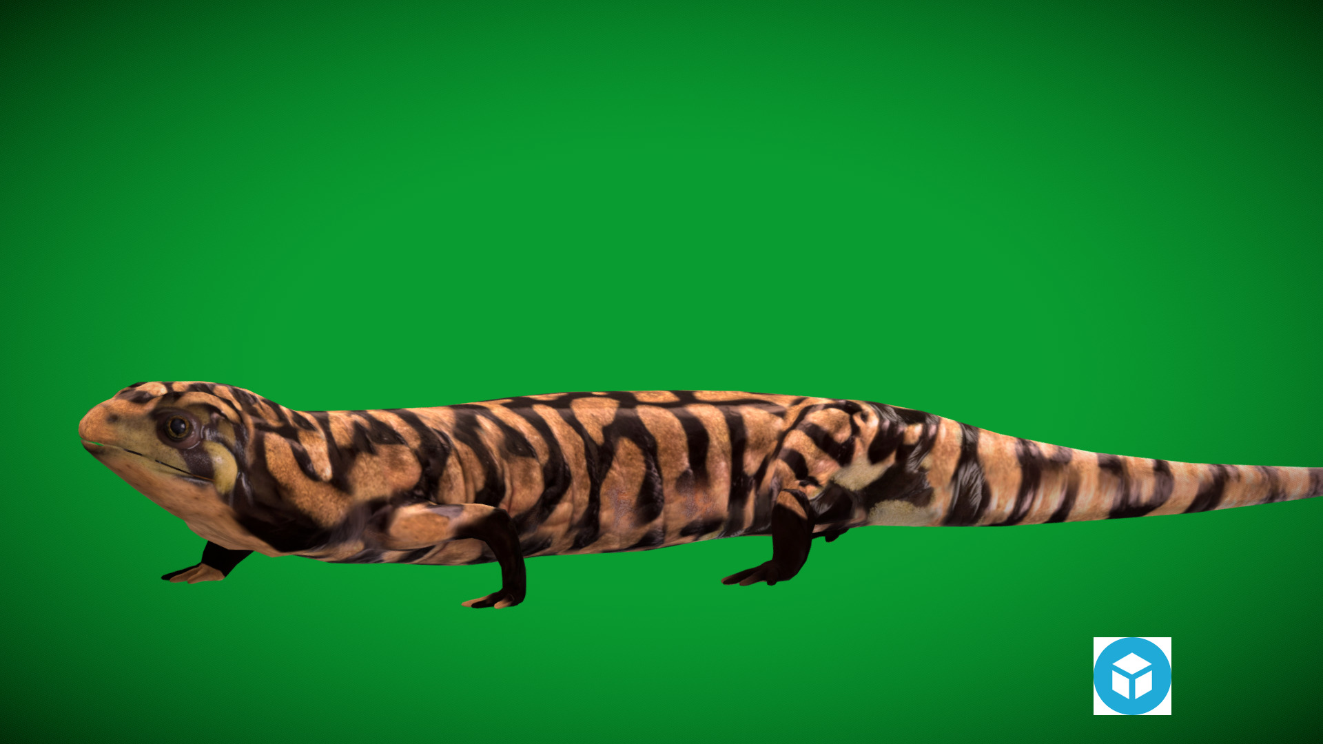 Tiger Salamander Low-poly 3D model_4