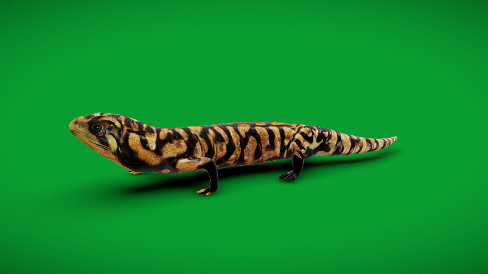 Tiger Salamander Low-poly 3D model_3