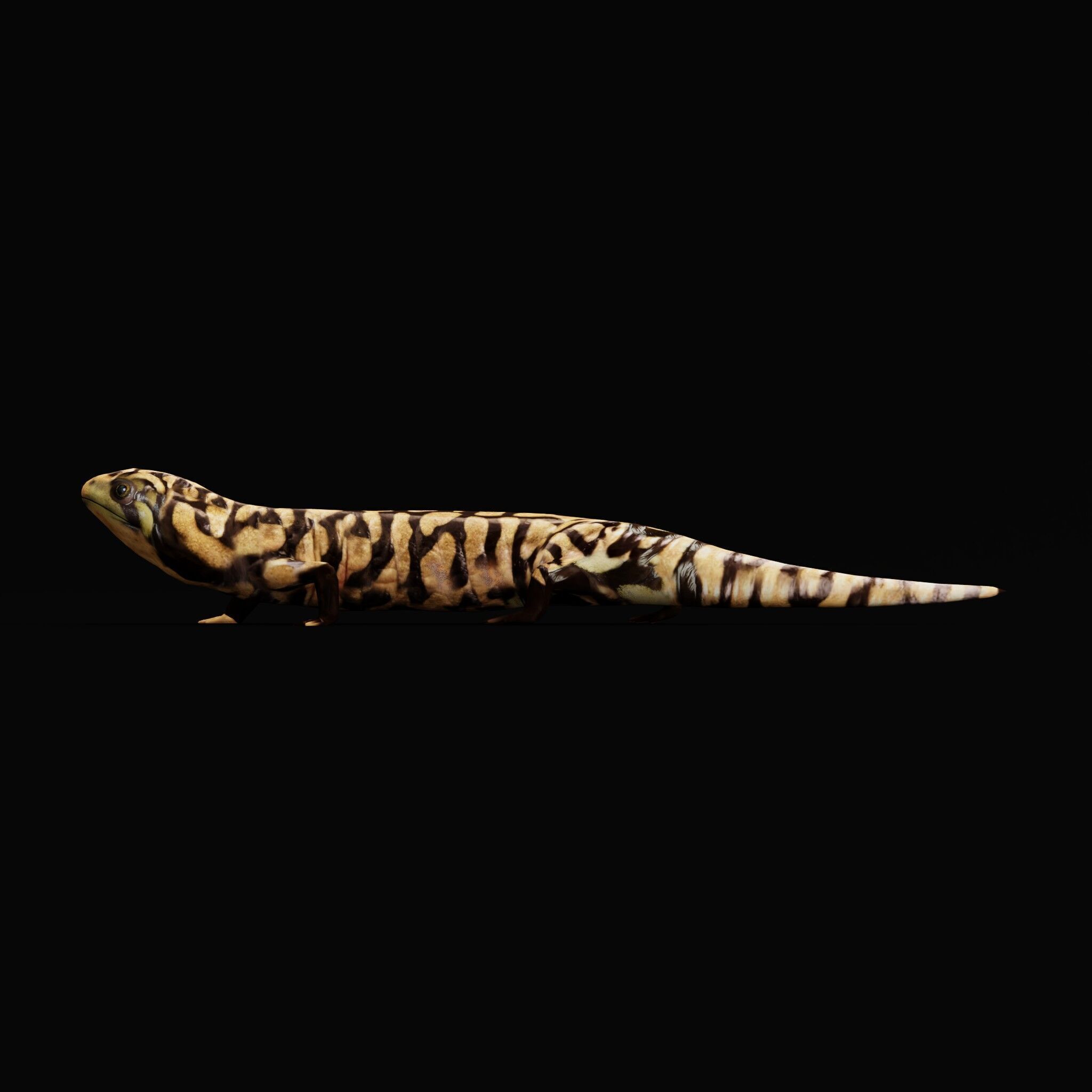Tiger Salamander Low-poly 3D model_30