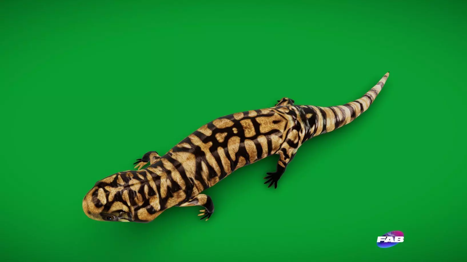 Tiger Salamander Low-poly 3D model_0
