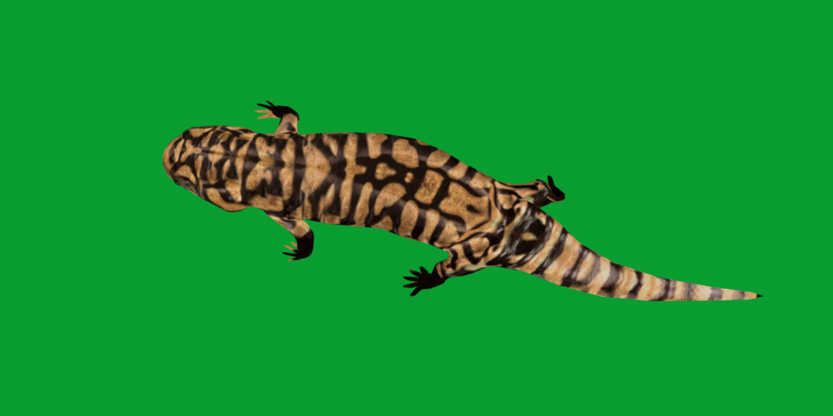 Tiger Salamander Low-poly 3D model_23