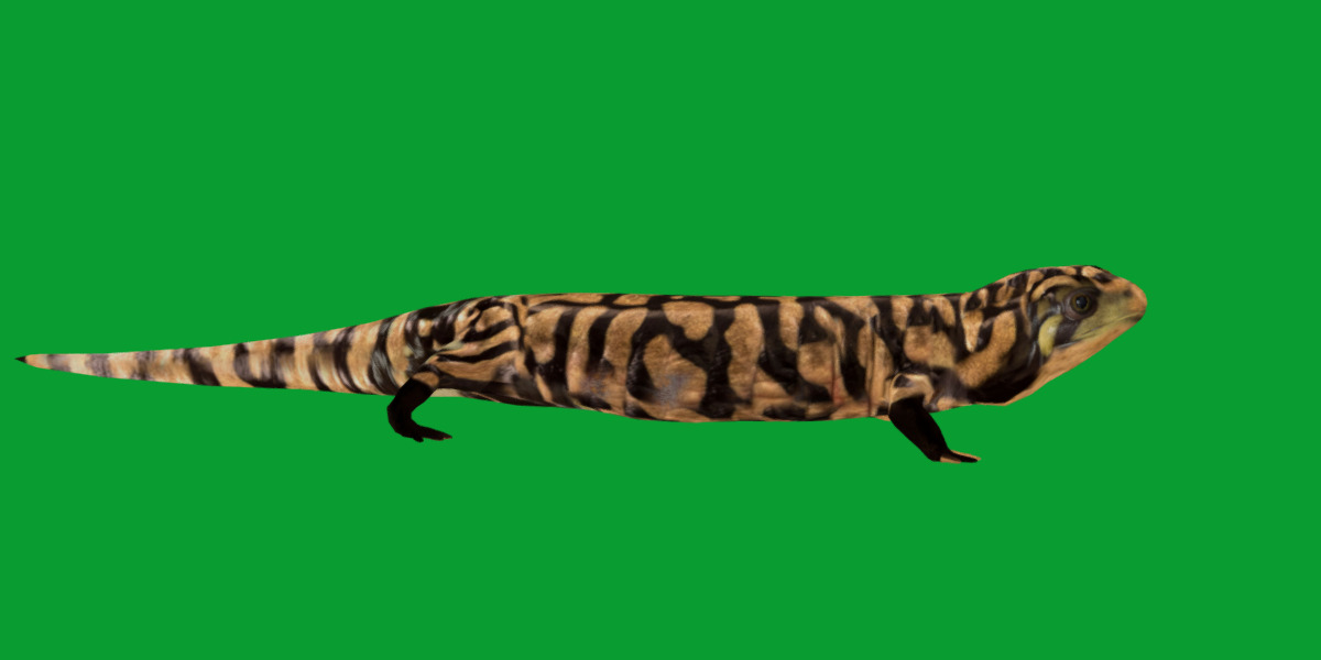 Tiger Salamander Low-poly 3D model_26