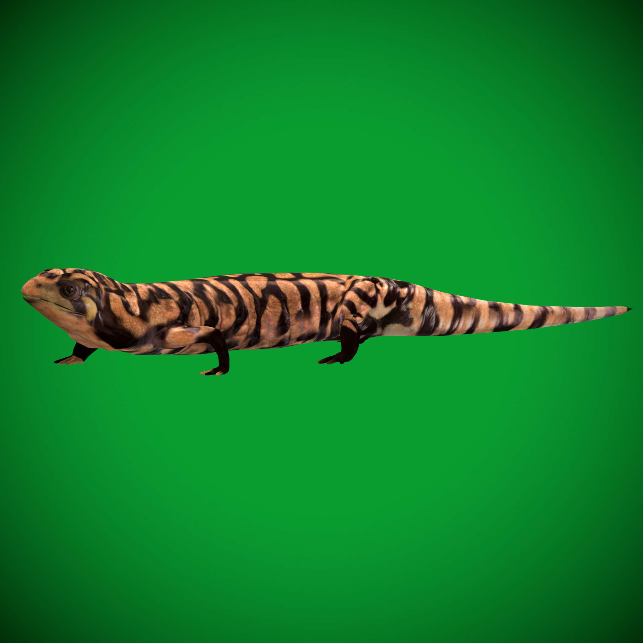 Tiger Salamander Low-poly 3D model_21