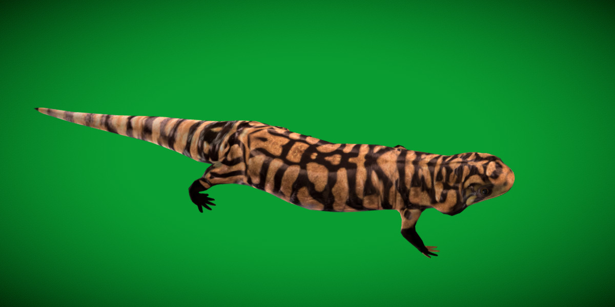 Tiger Salamander Low-poly 3D model_20