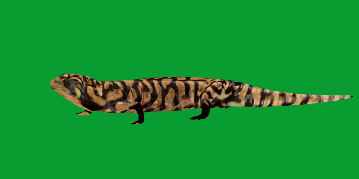 Tiger Salamander Low-poly 3D model_24