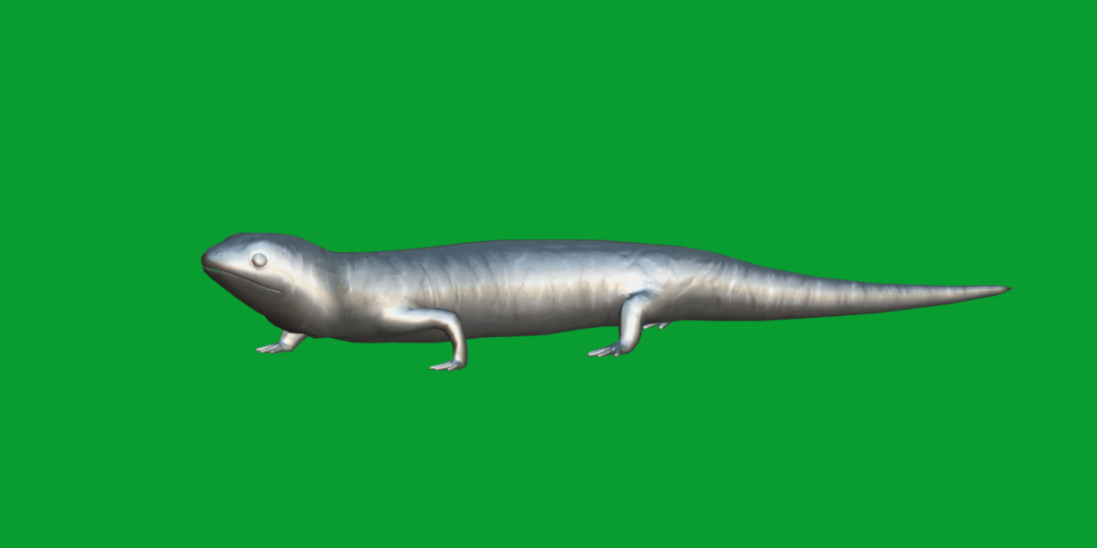 Tiger Salamander Low-poly 3D model_11