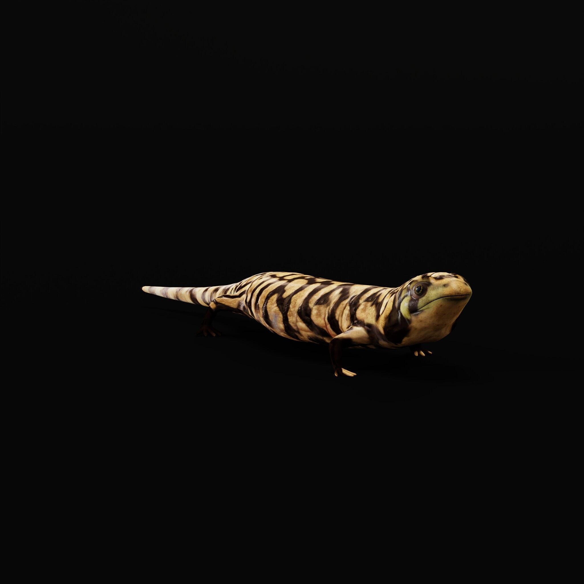 Tiger Salamander Low-poly 3D model_33
