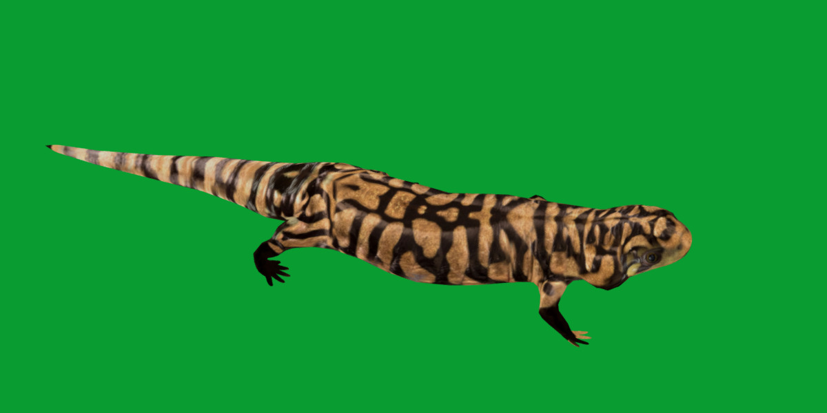Tiger Salamander Low-poly 3D model_19