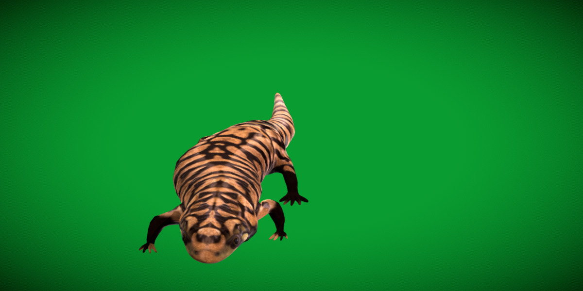 Tiger Salamander Low-poly 3D model_5