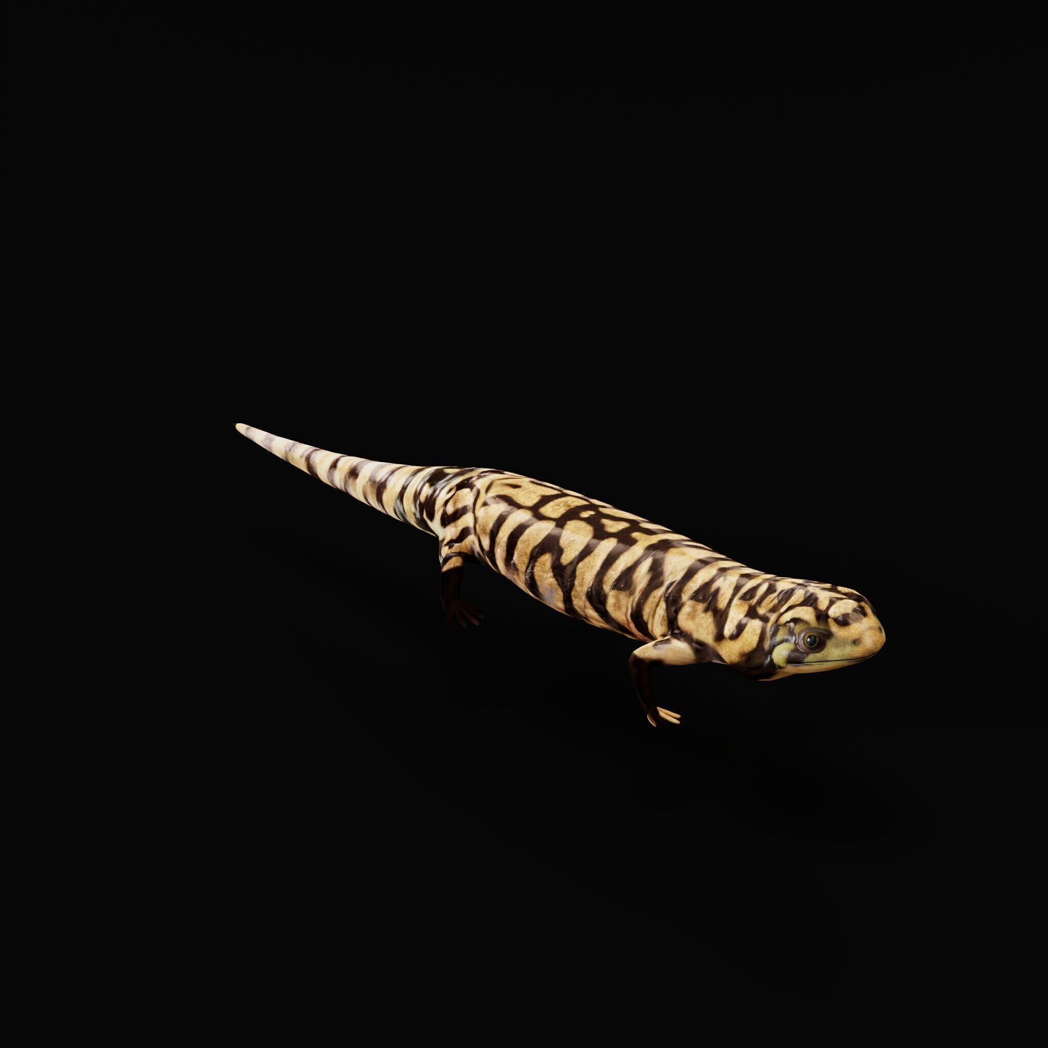 Tiger Salamander Low-poly 3D model_35