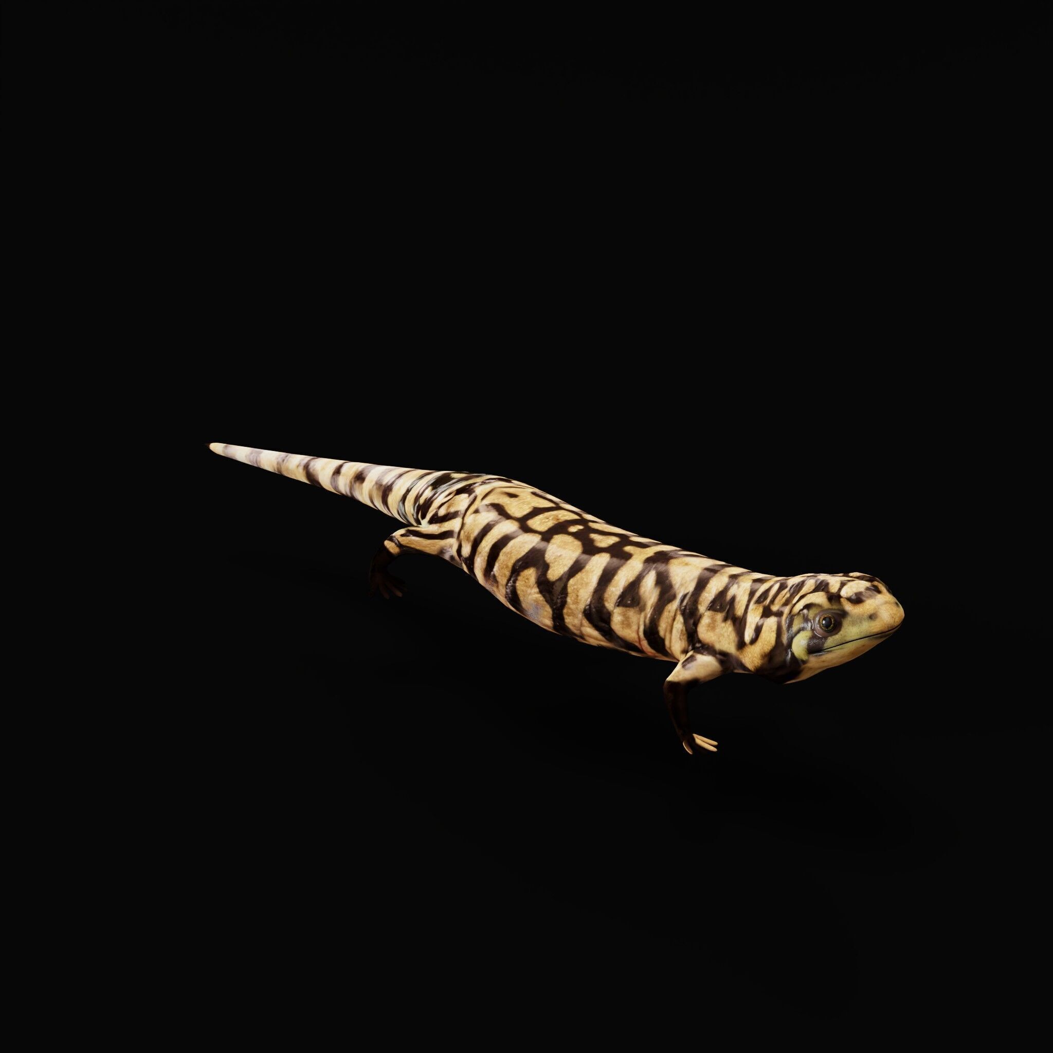 Tiger Salamander Low-poly 3D model_34