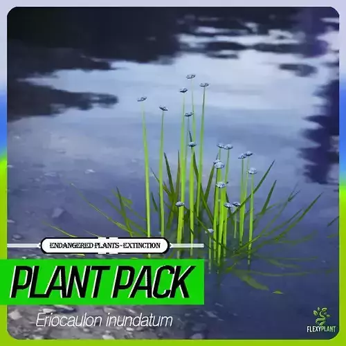 Extinct Plant - 4 Eriocaulon inundatum Flower Bush