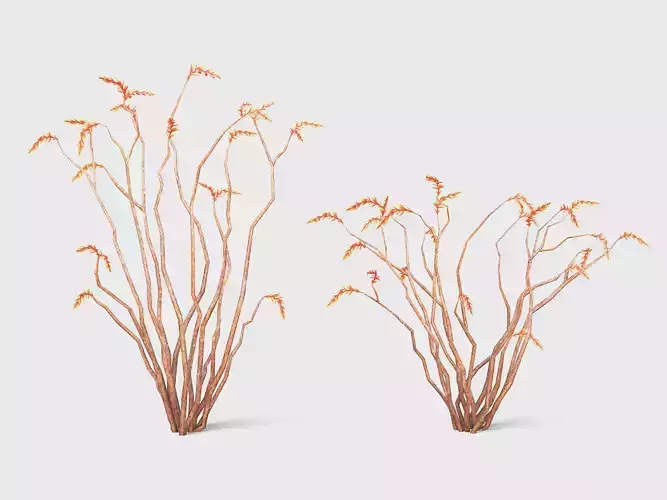 Ocotillo Low-poly 3D model
