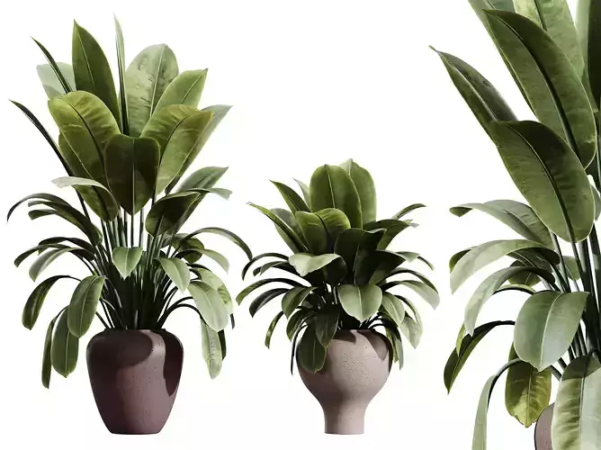 Av House Plants Ficus Elastica Robusta Abidjan 3D model