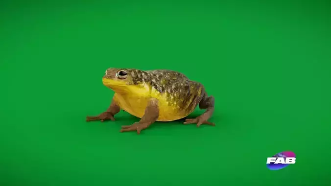 African Bullfrog Low-poly 3D model