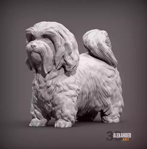 Havanese Dog