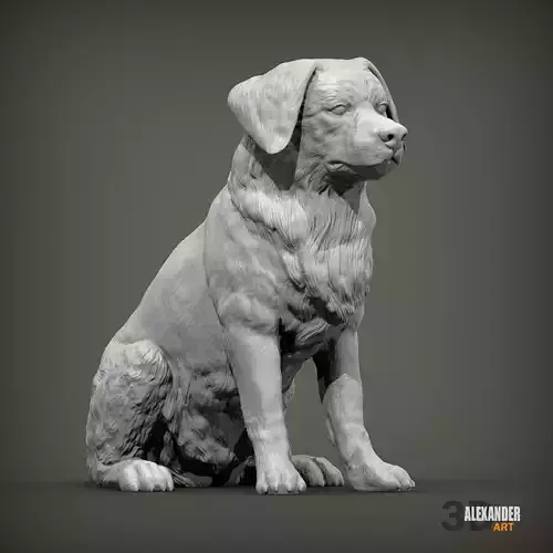 Miniature australian shepherd