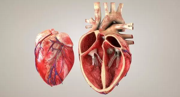 HEART 3D print model