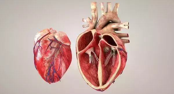 HEART 3D print model