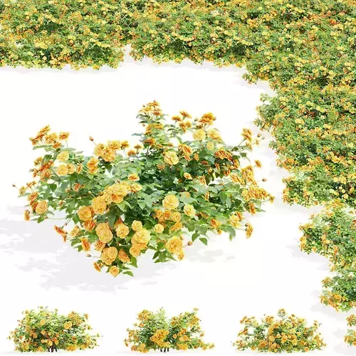 Groundcover roses orange 3D model
