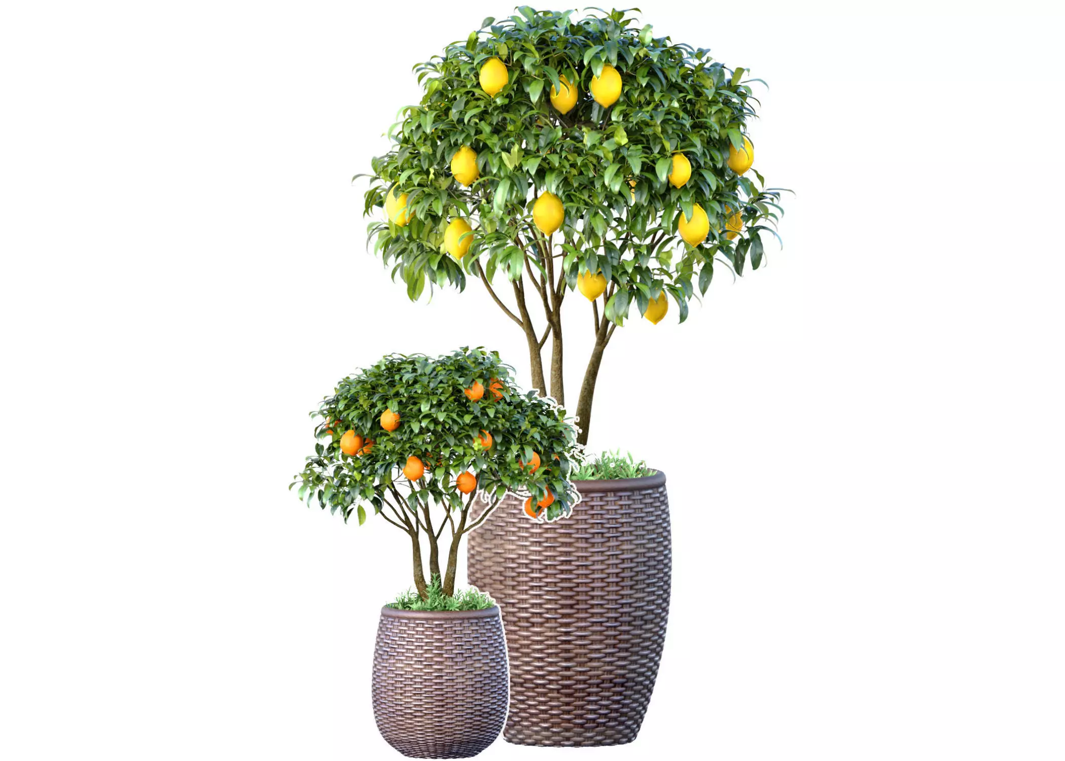 Decorative citrus fruit Lemon and Orange tree in a rattan pot 3D model_0
