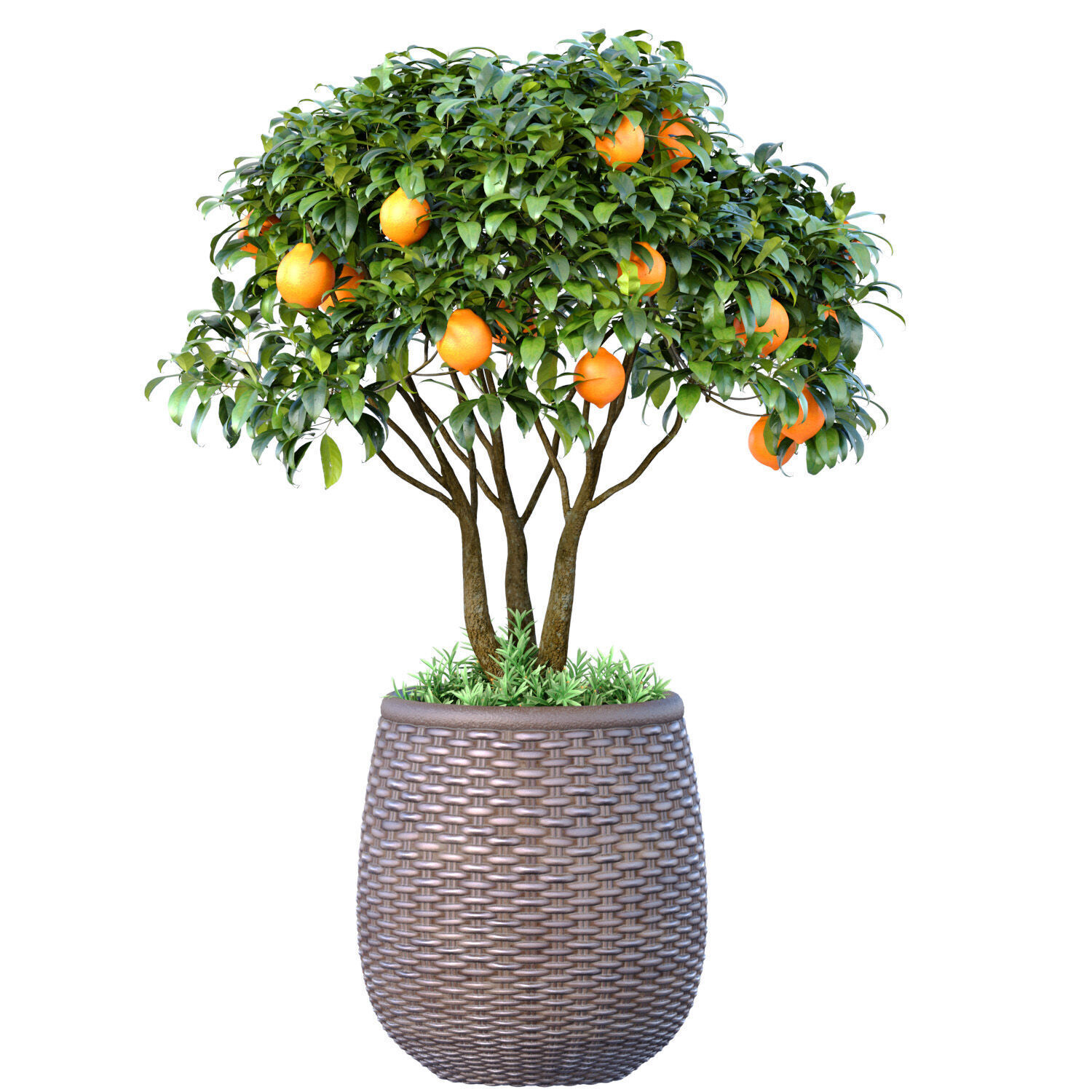 Decorative citrus fruit Lemon and Orange tree in a rattan pot 3D model_1