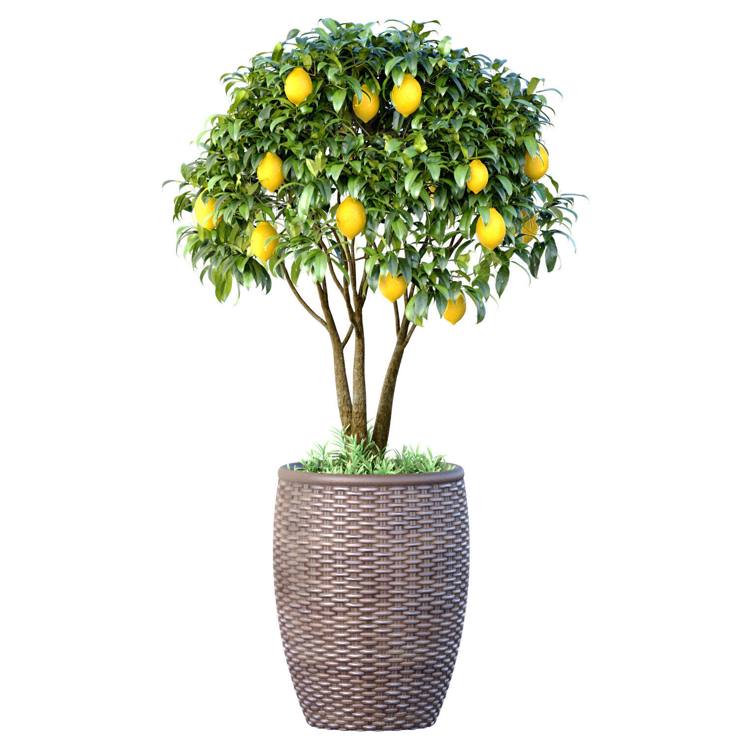 Decorative citrus fruit Lemon and Orange tree in a rattan pot 3D model_2