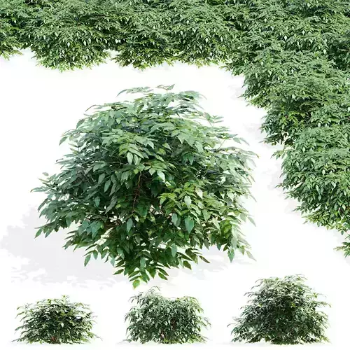 Mahonia aquifoliumi leaves