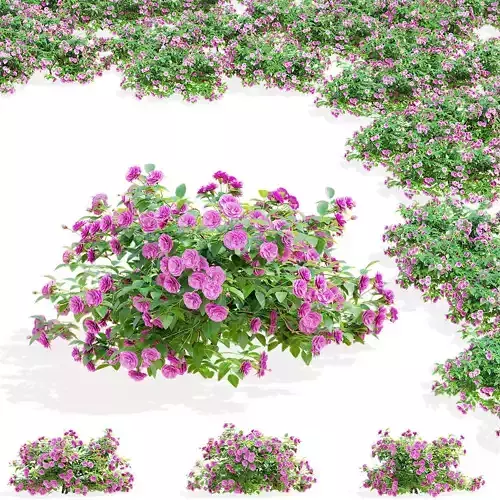 Groundcover roses pink 3D model