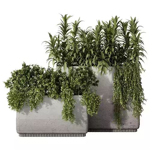 Outdoor Plants 12 - Plants In Box