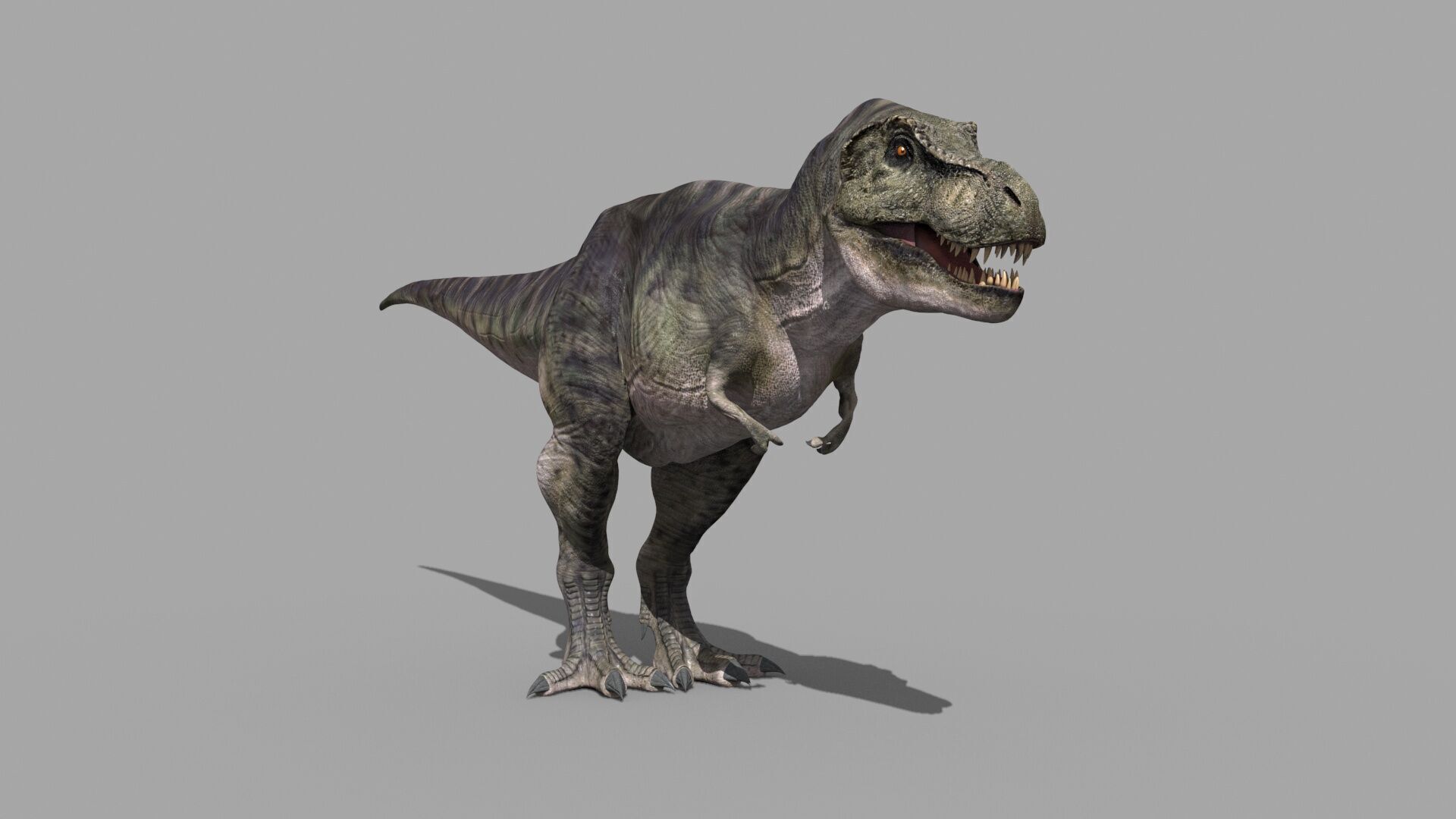Accurate T Rex 8K - fully animated 3D model_23