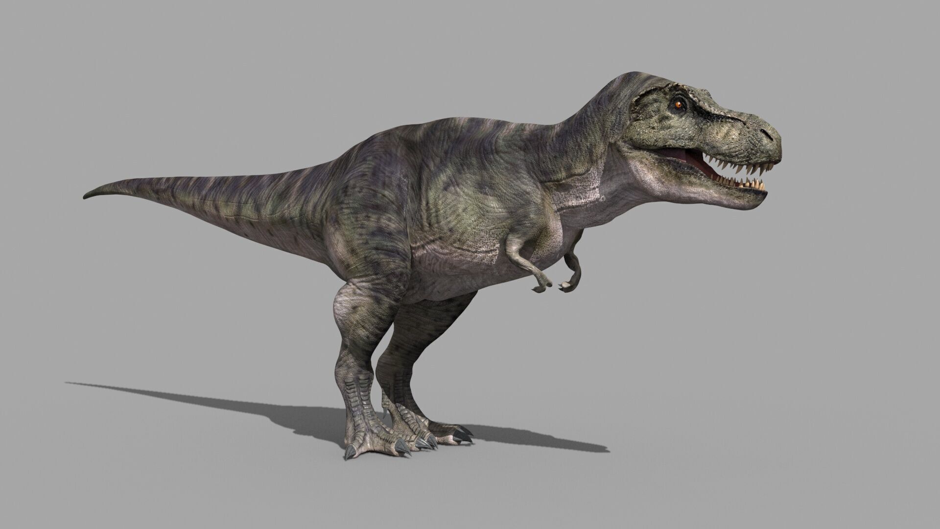 Accurate T Rex 8K - fully animated 3D model_24